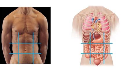 Abdominopelvic Quadrants And Regions Diagram Quizlet