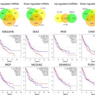 A The Overlap Of Differential Mrnas And Lncrnas Between Cfrna Seq And