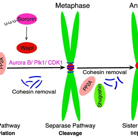 Two Step Cohesin Removal In Mitosis The Prophase Pathway Removes The