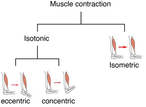 Wave Summation In Muscles