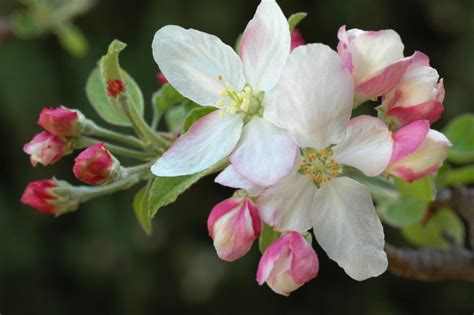 Apfelbaum Selbstbefruchtend Sorten Tipps