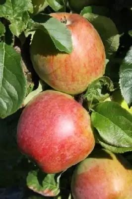 Malus Domestica Apple Howgate Wonder Provender Nurseries