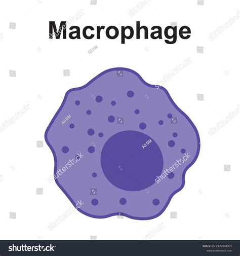 4,923 Macrophage Images, Stock Photos, 3D objects, & Vectors | Shutterstock 