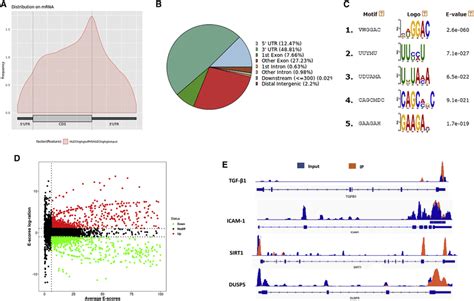 Merip Seq Analysis Reveals The M A Modification In Hlecs A Density