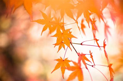 Wallpaper Sunlight Leaves Plants Branch Yellow Autumn Flower