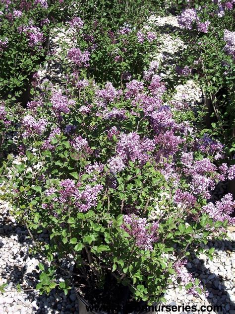 Dwarf Korean Lilac Wilson Nurseries