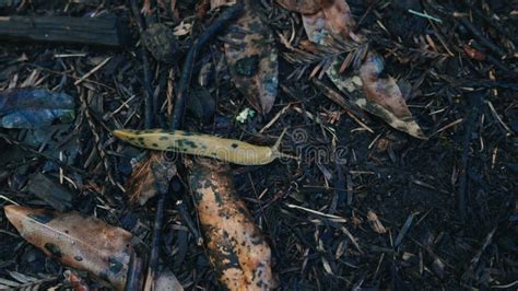 Banana Slug Slithering on the Forest Floor in California Stock Footage - Video of environment ...