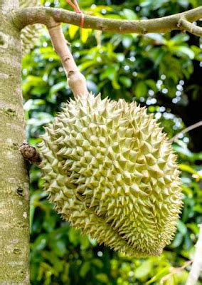 Perawatan Tanaman Durian Petruk Agar Berbuah Lebat Berkebun