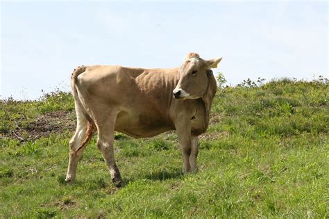 Karv Per I Ra Galvijai Jautiena Ganykla Nemokamos Nuotraukos