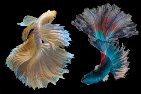 The Different Types Of Betta Fish Chibi Aquarium