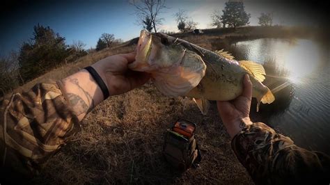 Pond Hopping For Giant Bass In Ponds Googan Baits Only Texas Rig Slim