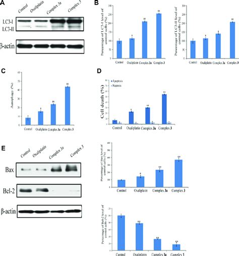 Complex 3 Induces Autophagic Cell Death Human A549 Cells Were Treated