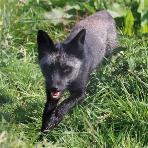 Silver Fox