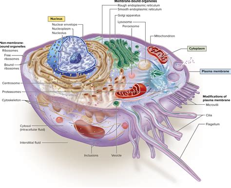 A P Cell Structure And Function Plasma Membrane Diagram Quizlet