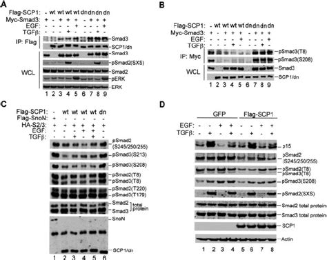 SCP1 Dephosphorylates The Smad Linker Independently Of TGF And EGF