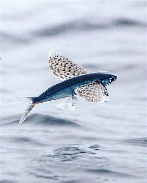 Albums 95 Images A Picture Of A Flying Fish Stunning