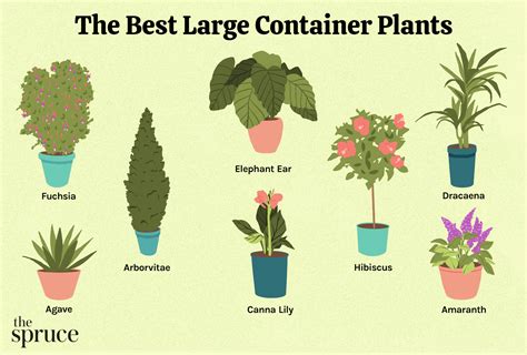 15 Tall Plants Outdoor Gennygordian