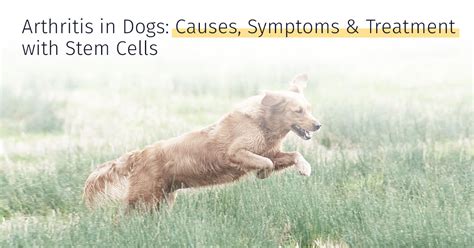 Dog Tail Injury – How to Treat That | Medrego | Types, Causes and Treatments