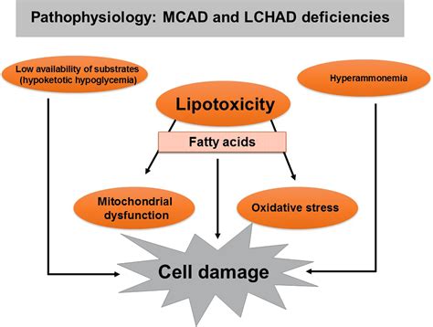 Acyl Coa Dehydrogenase Deficiency