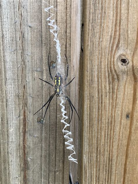 My friends say this is an Golden Orb Weaver Spider. : r/spiders