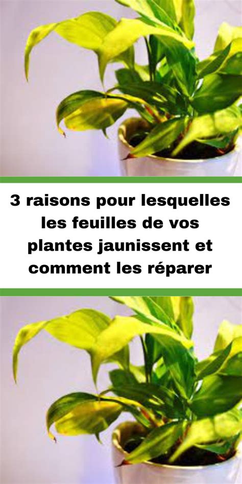 Raisons Pour Lesquelles Les Feuilles De Vos Plantes Jaunissent Et