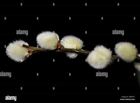 Simple Pussy Willow Twig Against A Black Background Stock Photo Alamy