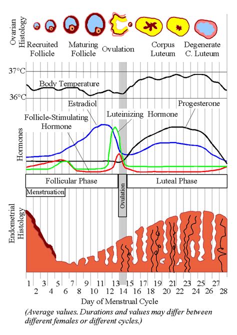 Menstrual Cycle Psychology Wiki Fandom Powered By Wikia