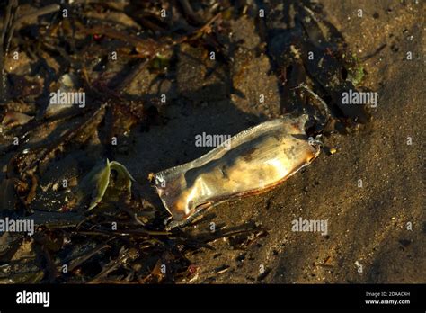 The egg case of a Nursehound Shark or Bull Huss are often washed ashore ...