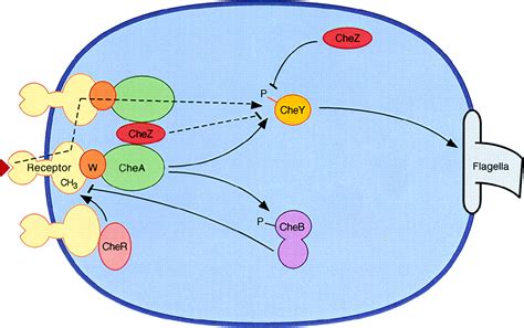 A Nonlinear Stimulus Response Relation In Bacterial Chemotaxis Pnas