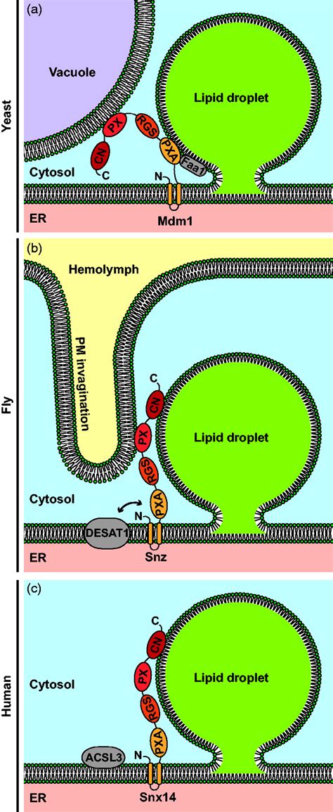 Tethering Fat Tethers In Lipid Droplet Contact Sites Maria Bohnert 2020