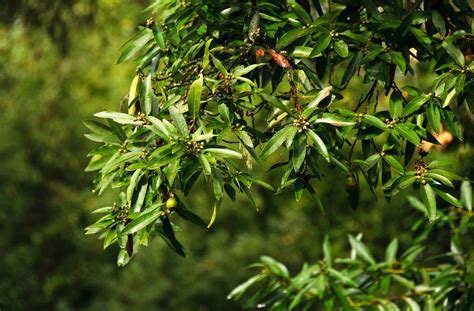 California Bay Laurel | native nut trees for sale | Native Foods Nursery