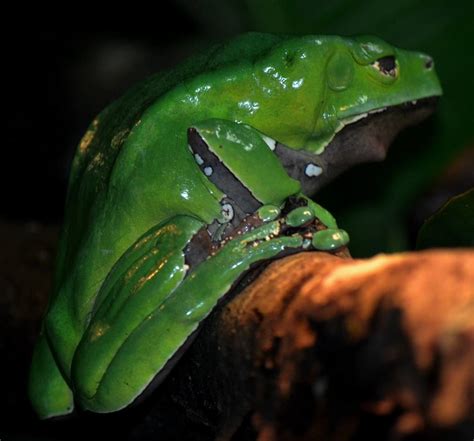 Giant Monkey Frog Easygoing Green Beauty