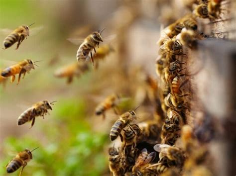 o calor aumentam os casos de ataques de abelhas JD1 Notícias