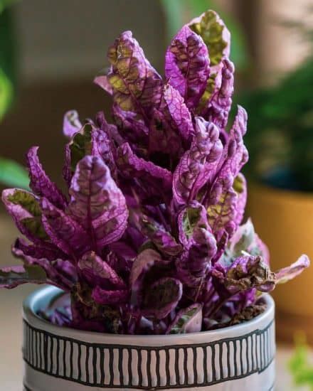 Purple Waffle Plant Care and Growing Guide | Plantcarefully