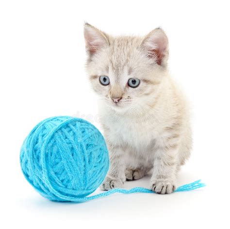 Cat With Ball Of Yarn Stock Photo Image Of Thread Circle 56935354
