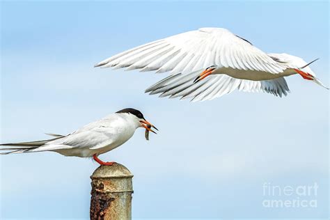 Forsters Terns Photograph By Arthur Bohlmann Fine Art America