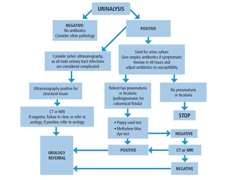 Urinary Tract Infection Pathophysiology Diagram