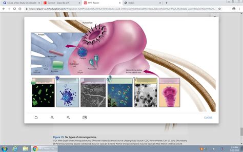 Chapter Microbes Diagram Quizlet