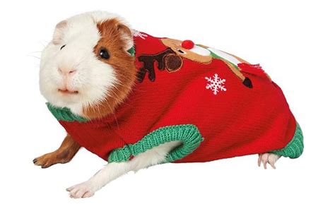 Guinea Pig Costumes That Are Too Cute for Words | Reader's Digest