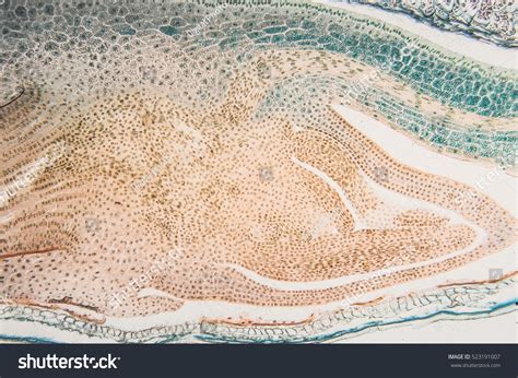 Corn Seed Longitudinal Section Endosperm Flowering Stock Photo