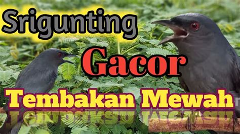 SRIGUNTING ABU ABU GACOR TEMBAKAN MEWAH YouTube