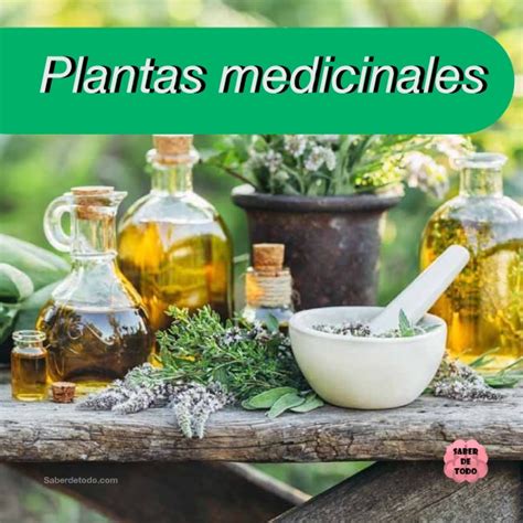 Sabes Cu Les Son Las Plantas Medicinales Mexicanas 75600 The Best