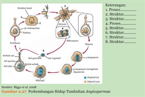 Gambar Siklus Hidup Angiospermae Tumbuh Tumbuhan