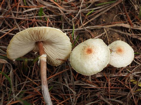 Stinking Dapperling Lepiota Cristata Inaturalist Canada