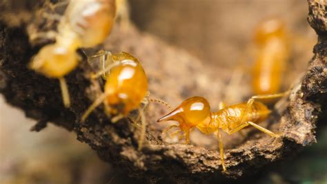 Best Termite Treatment And Control Services Near You In Loganville