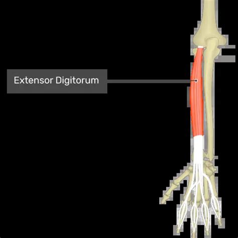 Extensor Digitorum Origin Insertion Action 3d Model 50 Off
