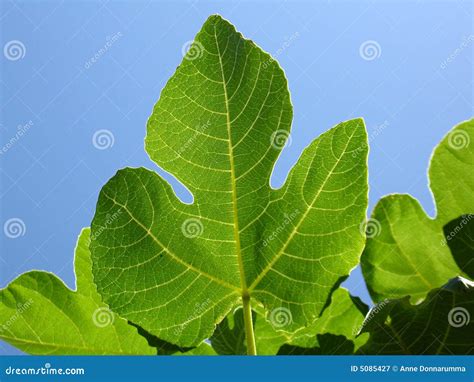 Fig Leaf Stock Image Image Of Grow Leaves Foliage Leaf 5085427