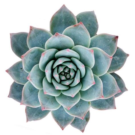 Buy Echeveria Blue Bird Succulent Online At