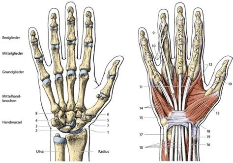 de hand anatomie - Google zoeken | Body art tattoos, Hand bone anatomy ...