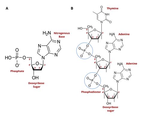 Phosphoramidite Chemistry For Dna Synthesis Twist Bioscience